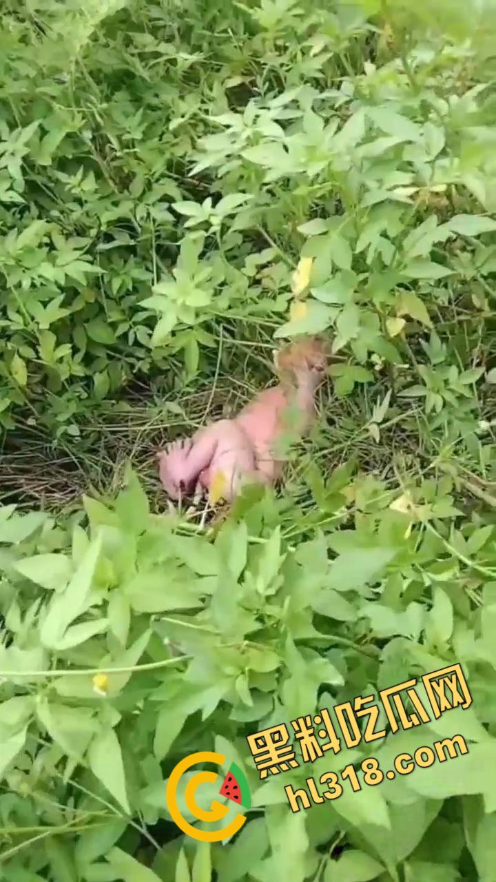 黑料正能量,福建福清市宏路公园发现一名弃婴,连脐带都没剪断,不幸中的万幸,得好心大娘救助!-3