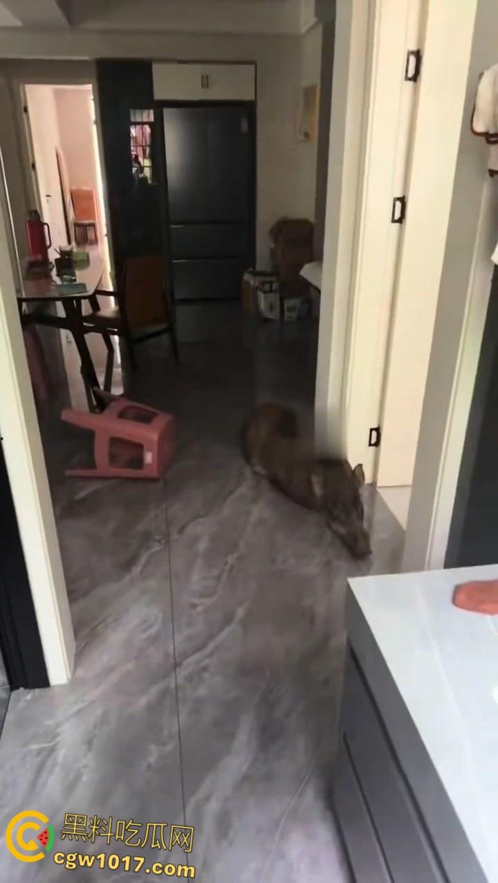 安徽马鞍山和县京都公馆，一头野猪将居民门撞坏后跑进居民家里，公安携带猎犬和道具将野猪麻醉 ！-3