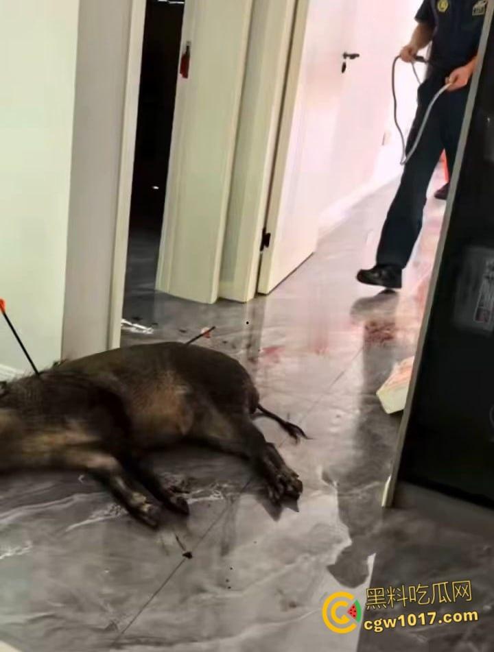 安徽马鞍山和县京都公馆，一头野猪将居民门撞坏后跑进居民家里，公安携带猎犬和道具将野猪麻醉 ！-6