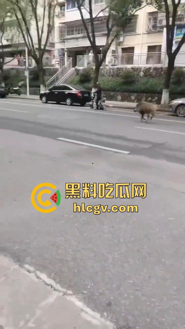 网友投稿浙江建德新安江惊现大野猪!早上9点横冲直撞,场面惊险万分!-3