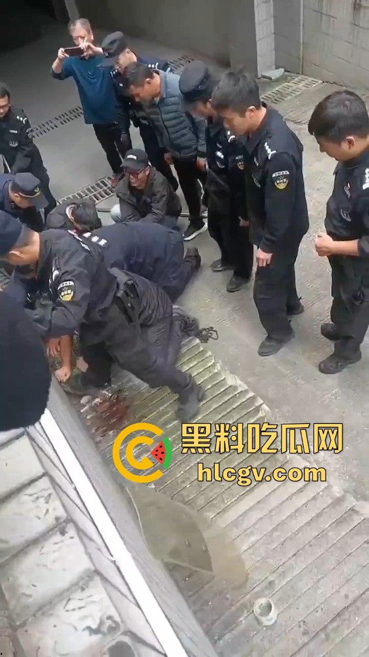 网友投稿浙江建德新安江惊现大野猪!早上9点横冲直撞,场面惊险万分!-4