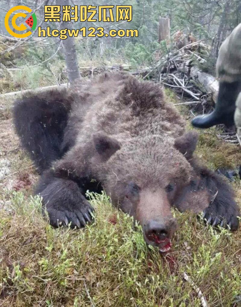 西藏贡嘎藏马熊屠杀人类，帅哥随旅行团西藏游，一行人挖虫草误入熊窝，头骨被咬碎无一生还！-10