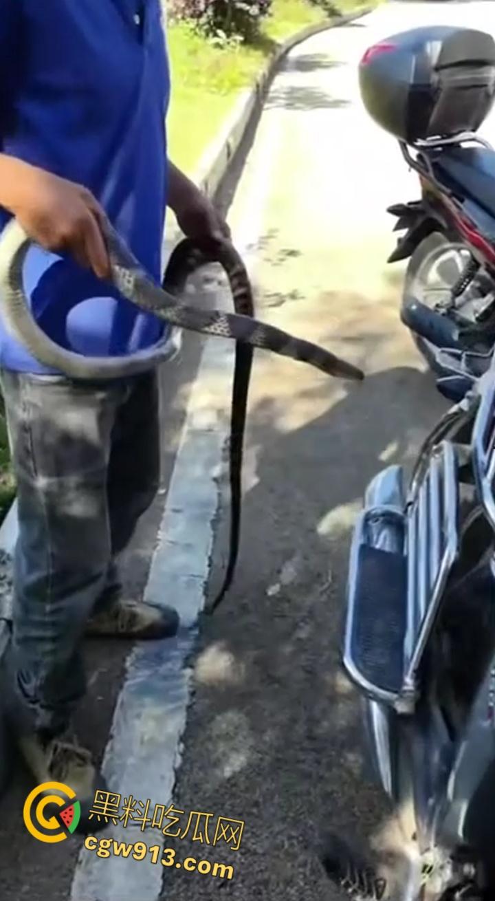 贵州男子徒手玩耍毒蛇，抽烟炫耀套脖子上到处甩，不料却是眼镜王蛇，最终被咬后两个小时死亡 !-2