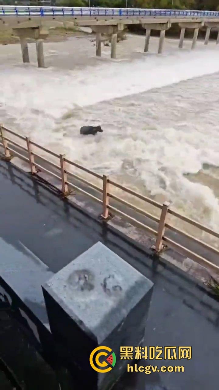 “牛哥这里不让洗澡啊”浙江温州山门台风吹跑5头大黑牛 遭急流卷走又奇迹生还-6