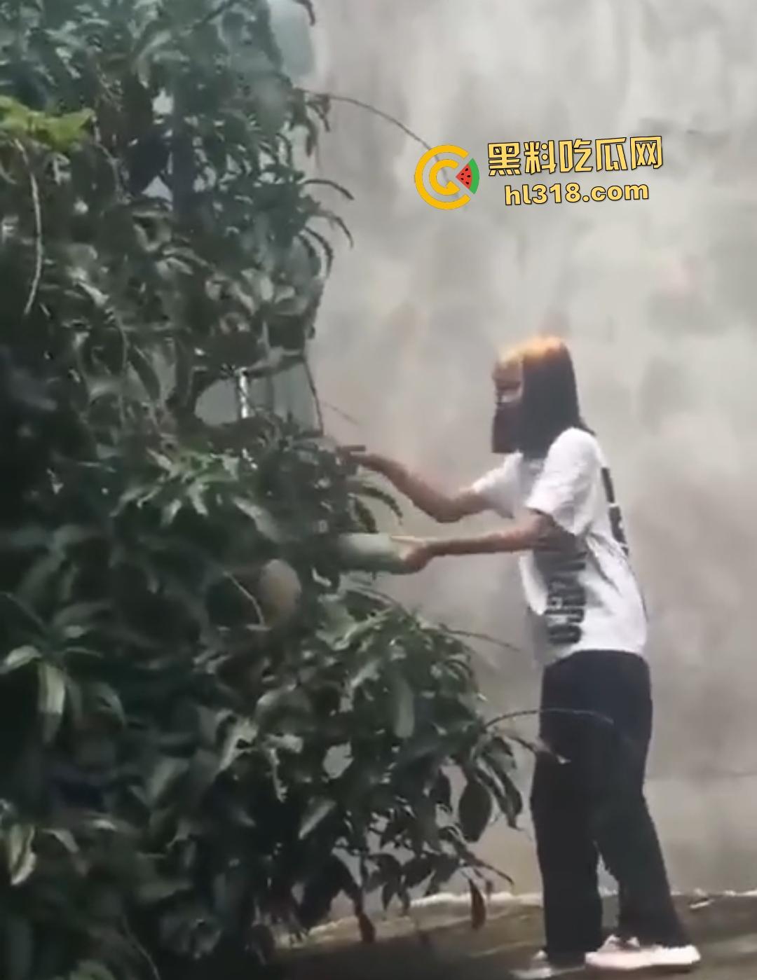 集美组团偷芒果翻车！白衣女孩瓦房“跳关”坠落陷阱，谁知这却是房主故意的陷阱！-7