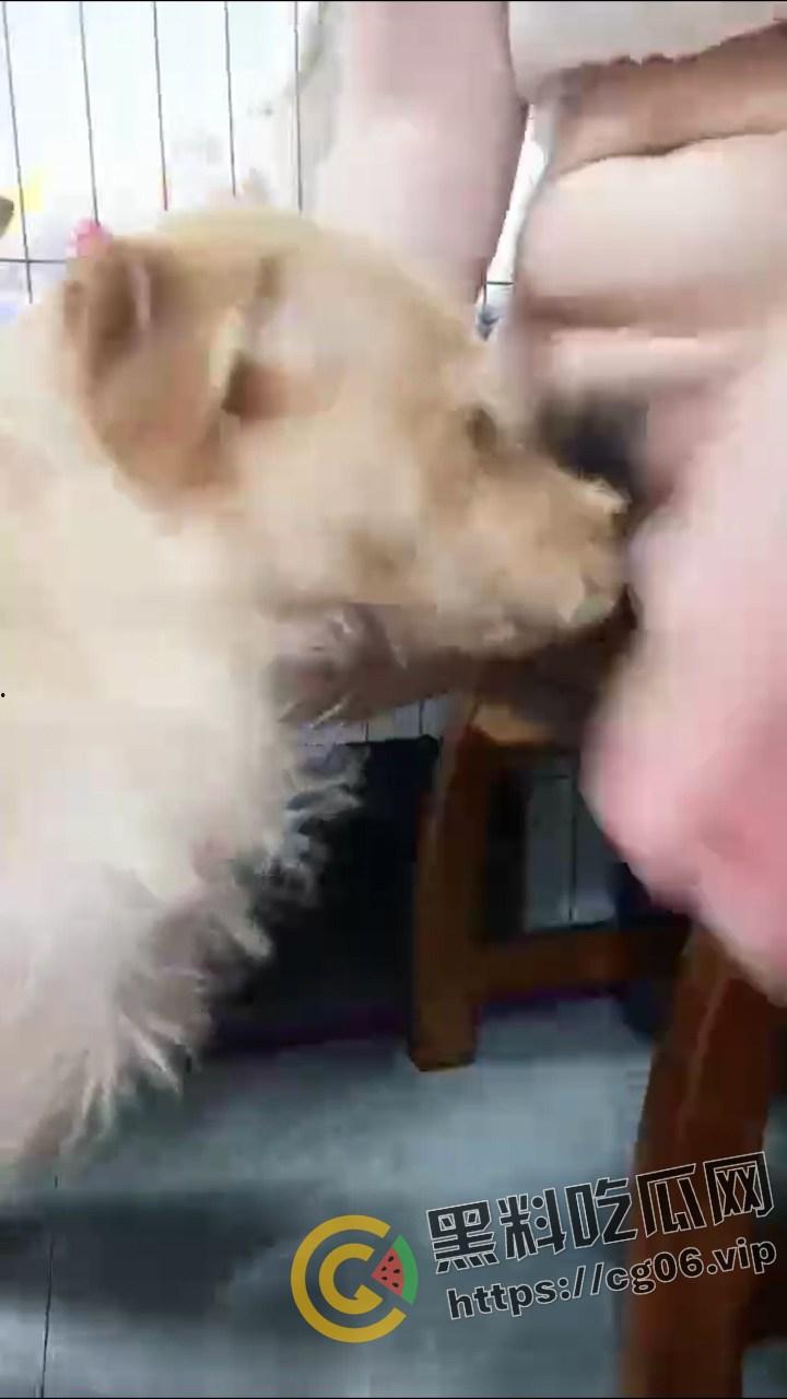 人兽主播 【虎牙妹儿】 曾用名 糖宝和毛孩子 一女大战20之狗 与狗群交开直播 逼上倒牛奶吸引狗舔 变态癖好无下限-4