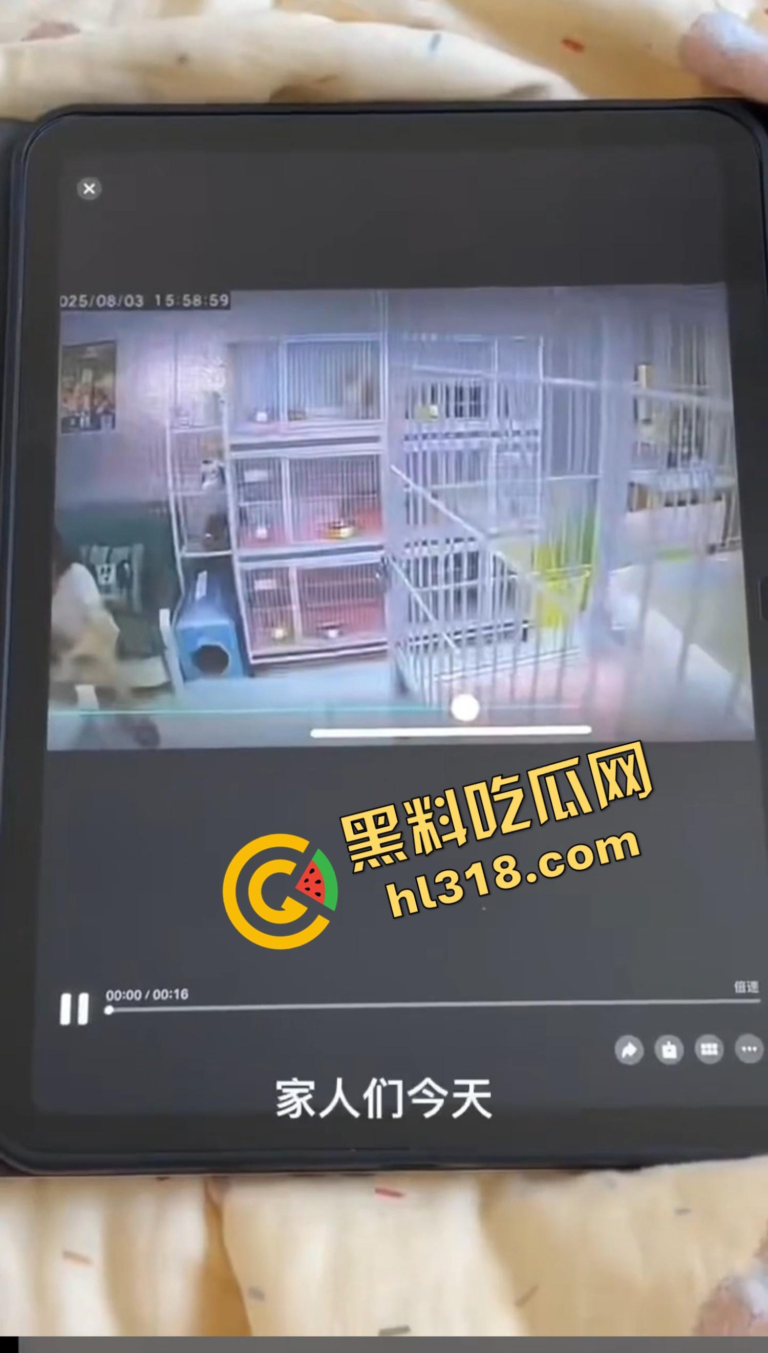 沈阳猫咖惊现女魔头虐猫狂魔,4只奶猫惨死2只重伤,老板怒曝监控报警,宠物圈集体避雷!-2