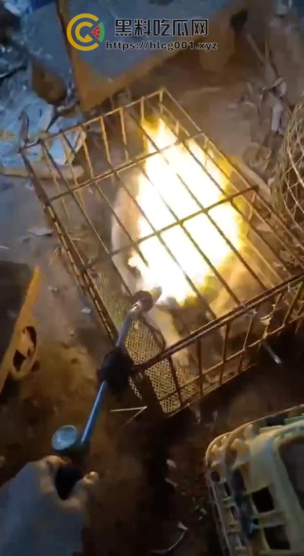 爱狗人士原地去世！男子把狗关进笼子喷火器狂烧 还在嚣张嘲讽 变态来了都得骂变态-3