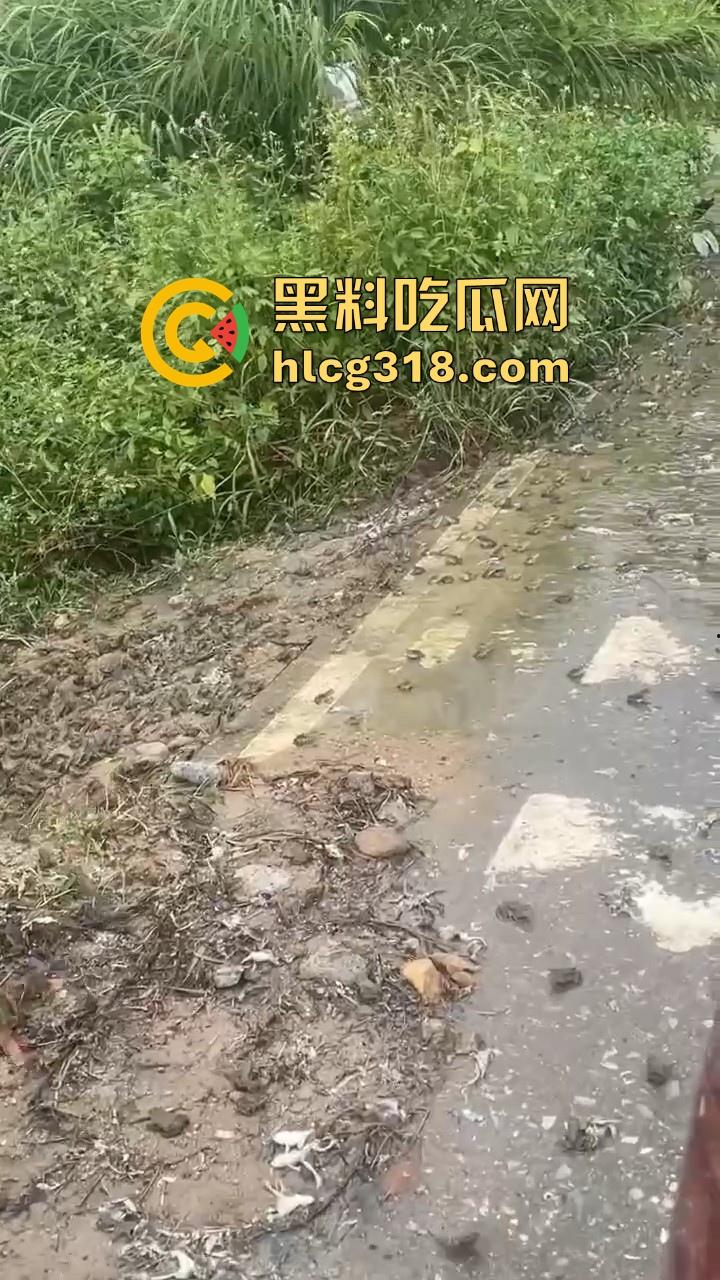 广东阳江地震后大奇观！路边出现巨量青蛙，排队组团迁徙，这是有什么说法吗？难道又要震了！-1