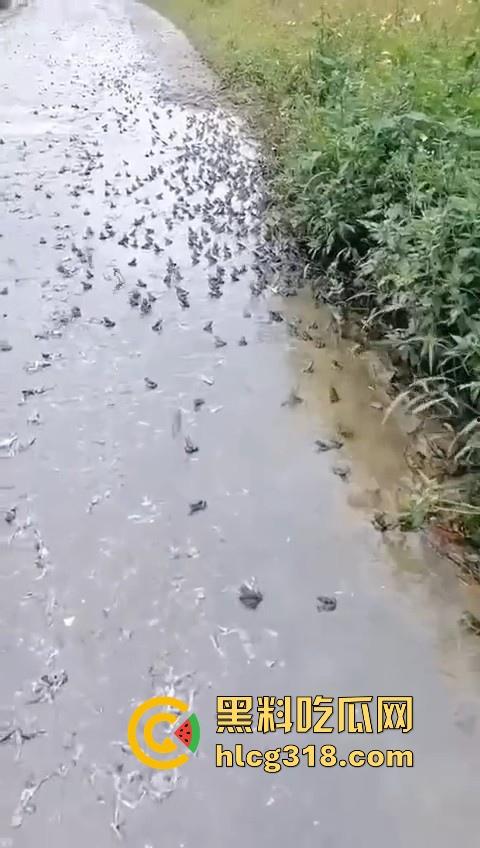 广东阳江地震后大奇观！路边出现巨量青蛙，排队组团迁徙，这是有什么说法吗？难道又要震了！-5