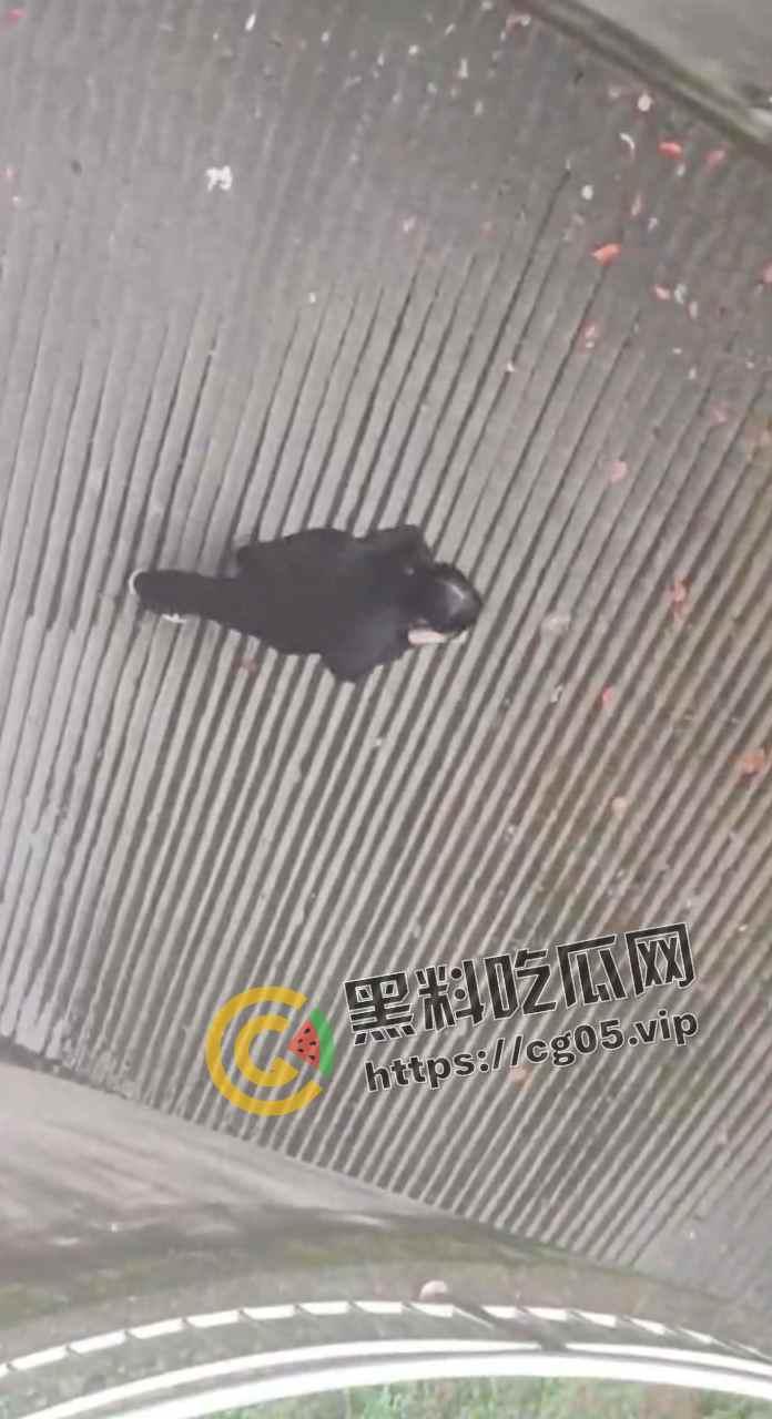 马鞍山职业技术学院 小情侣大白天就在女生宿舍楼下打野战 旺盛的荷尔蒙按耐不住-8