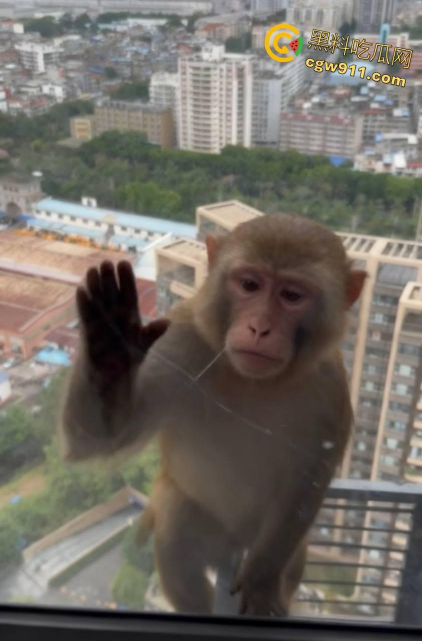 南宁龙光小区夜半惊现高层猴哥,飞檐走壁身手了得,消防员连夜在笼子周围放香蕉围捕,几次都让它溜走!-1