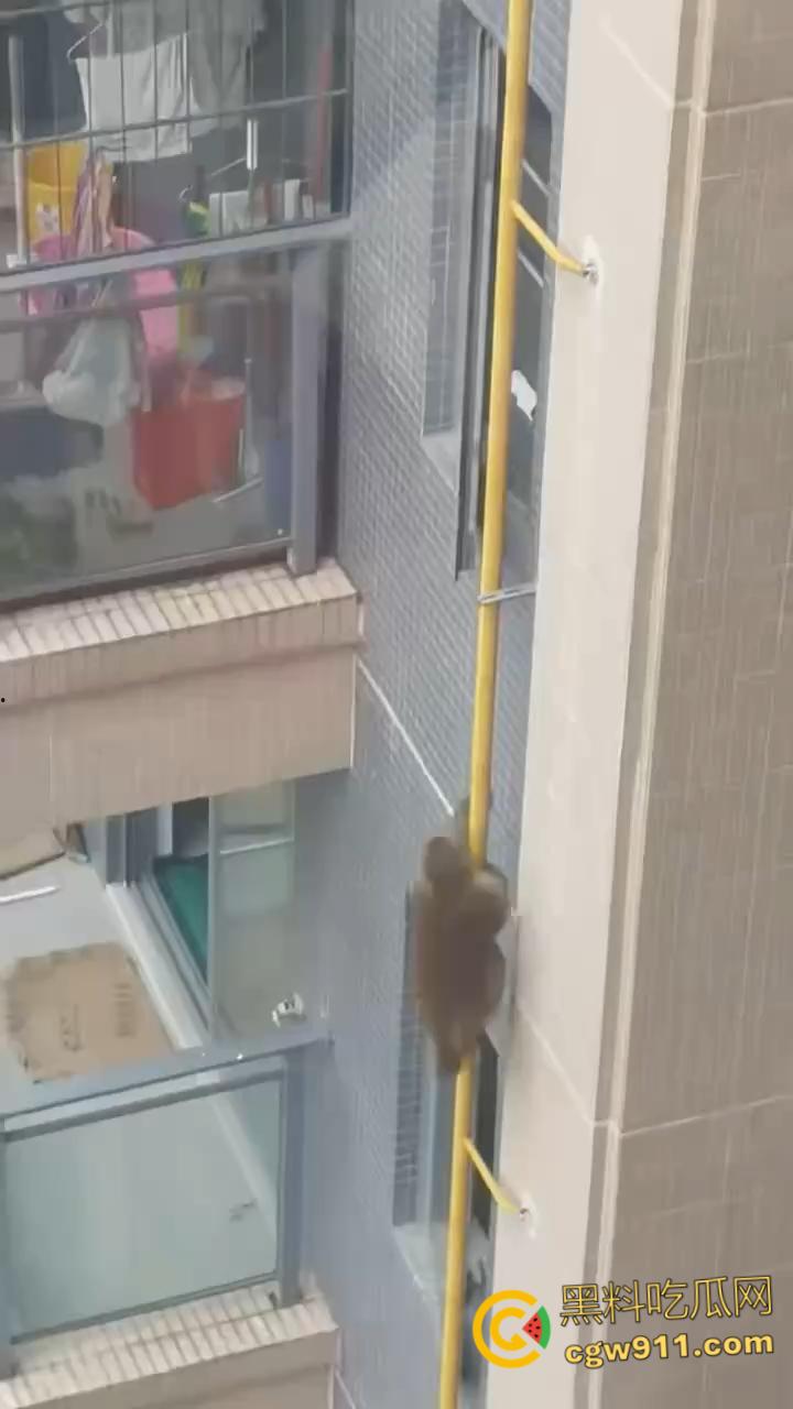 南宁龙光小区夜半惊现高层猴哥,飞檐走壁身手了得,消防员连夜在笼子周围放香蕉围捕,几次都让它溜走!-2