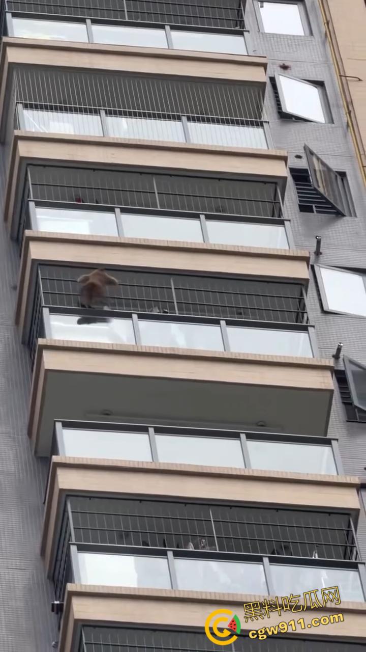 南宁龙光小区夜半惊现高层猴哥,飞檐走壁身手了得,消防员连夜在笼子周围放香蕉围捕,几次都让它溜走!-4