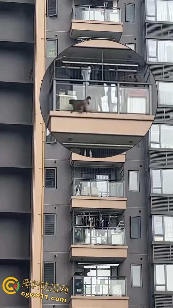 南宁龙光小区夜半惊现高层猴哥,飞檐走壁身手了得,消防员连夜在笼子周围放香蕉围捕,几次都让它溜走!-6