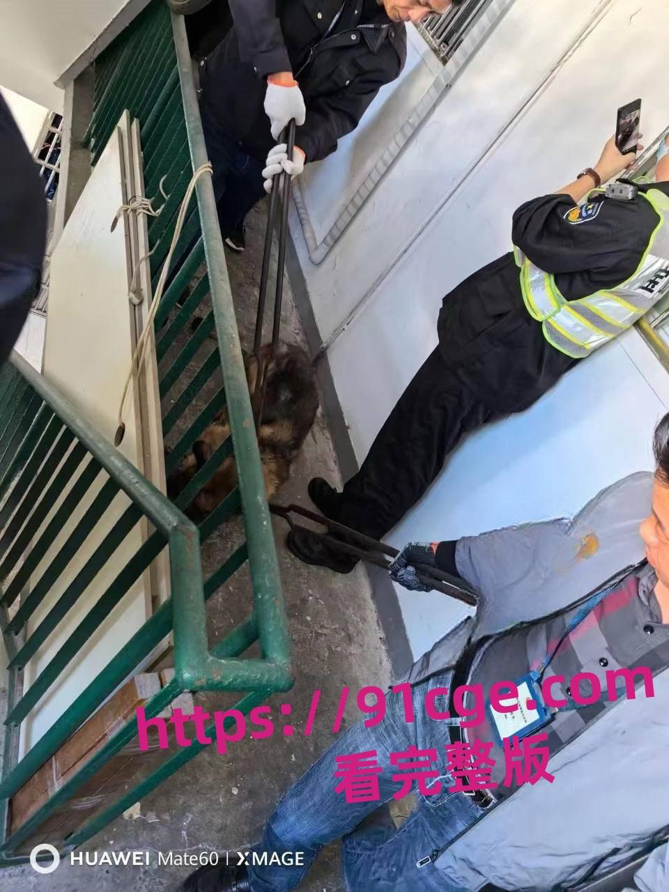 上海抓狗行动特警撬锁 只为抓捕16岁退瘫痪役警犬！-2
