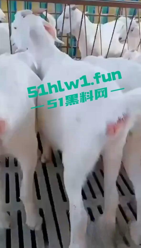 炸裂三观，网友分享自己【人兽羊】的真实经历还附带视频，这小羊的嫩逼堪比萝莉吗-9