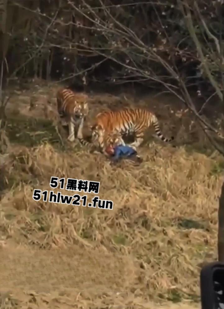 浙江宁波雅戈尔动物园，男子翻越围墙遭老虎攻击致死，老虎遭警方枪杀，园方称死者并没有买票。-7