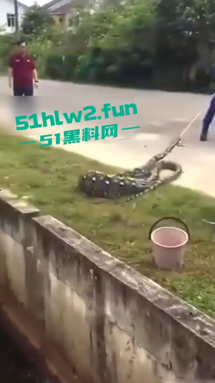 印尼猎奇事件，一妇女在回家途中遭蟒蛇袭击，将其缠绕致死后将妇女吞入腹中被村民发现将蟒蛇打死。-3